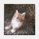 Buscar estampado imanes Leopardo