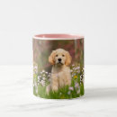 Buscar animal tazas Foto
