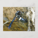 Buscar wasp postales Insecto