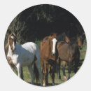Buscar mustang pegatinas Grupo