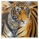 Buscar especie azulejos En peligro