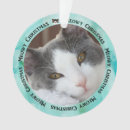 Buscar acaricie decoracion Gato