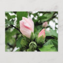 Buscar rosa de sharon postales Floral