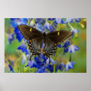 Buscar verbena arte Mariposa