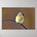 Buscar titmouse posters Ave pequeña