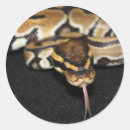 Buscar pitón pegatinas Serpiente
