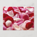 Buscar pétalos postales Rosa