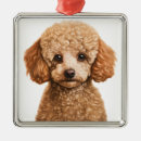 Buscar poodle adornos Francés