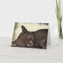 Buscar fauna tarjetas Fotografía