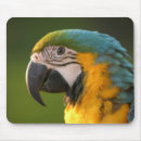 Buscar mccaw Loro