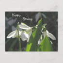 Buscar pequeñas flores blancas postales Gotas de nieve