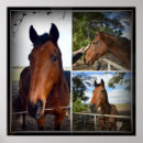 Buscar caballo de bahía posters Fotografía