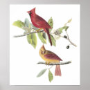 Buscar cardenales posters Acuarela