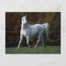 Buscar caballo árabe postales Funcionamiento