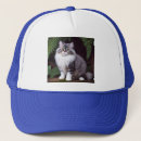 Buscar gato gris gorras Animal