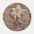 Buscar edelweiss imanes Blanco