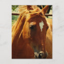 Buscar scotch postales Equino