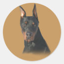 Buscar doberman pegatinas Cachorro