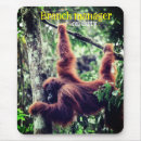 Buscar orangutanes 7 º raspa