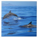 Buscar delfines azulejos Feliz