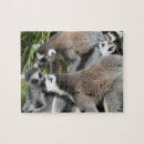 Buscar lemurs Wildlife