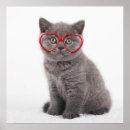 Buscar gafas posters Gatito