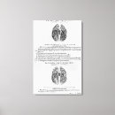 Buscar cerebro lienzos Anatomía