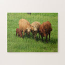 Buscar vacas puzzles Agricultura