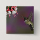 Buscar garganta chapas Colibrí