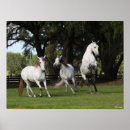 Buscar caballos andaluces posters Bob langrish