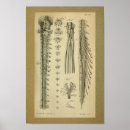Buscar del cord posters Vintage