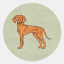 Buscar vizsla pegatinas Animal
