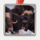 Buscar bueyes adornos Buey musculoso