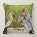 Buscar bluebird cojines Pájaro
