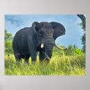 Buscar del elefante posters Animales salvajes