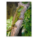 Buscar dragón verde posters Lagarto