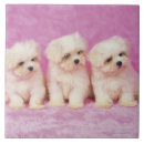 Buscar imágenes del perro azulejos Lindo