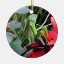 Buscar insectos verdes adornos Plantas