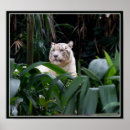 Buscar tigre blanco posters Grandes felinos