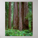 Buscar secoya posters California