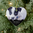 Buscar perros primero decoracion Foto de perro