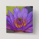 Buscar rana chapas Lago