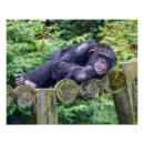 Buscar chimpancé divertido posters Primate
