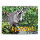 Buscar mapache calendarios Lindo