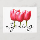 Buscar florece postales Tulipanes