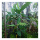 Buscar árbol de plátano posters Árboles