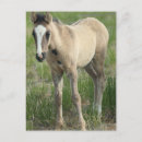 Buscar generación postales Caballo