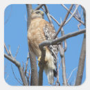 Buscar halcones pegatinas Naturaleza