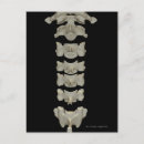 Buscar cuello humano postales Médico