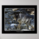 Buscar lobos salvajes posters Caninos